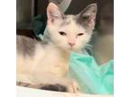 Adopt Arisha a Domestic Short Hair