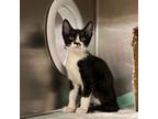 Adopt PVAS-Stray-pv5928_4 a Domestic Short Hair