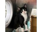 Adopt PVAS-Stray-pv5928_3 a Domestic Short Hair