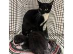 Adopt Sophie a Domestic Short Hair
