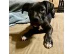 Adopt Pencil a Boxer, Shepherd