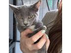 Adopt Maggie Gyllenhaal a American Shorthair