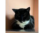 Adopt Sparrow w/ Eagle -- Sweet & Special! $50 Together a Domestic Short Hair