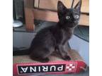 Adopt Rian - Bonded w/ Kelly! Adopt Sweet Pair, $100 a Domestic Short Hair