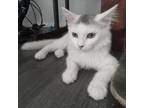 Adopt Kelly - Bonded w/ Rian! Adopt Sweet Pair, $100 a Domestic Short Hair