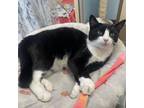 Adopt Eagle w Sparrow--Super Friendly! $50 Together a Domestic Short Hair