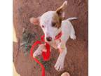 Adopt Zuko- pretty girl, loves dogs and people! a Husky