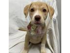 Adopt Carol a Pit Bull Terrier