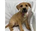 Adopt Cindy a Pit Bull Terrier