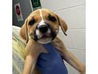 Adopt Marsha a Pit Bull Terrier