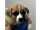Adopt Jan a Pit Bull Terrier