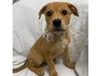 Adopt Alice a Pit Bull Terrier