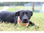Adopt Mary - Adoptable a Labrador Retriever, Mixed Breed