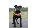 Adopt Megan - Adoptable a Labrador Retriever, Mixed Breed