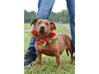 Adopt BB - Adoptable a Dachshund, Hound