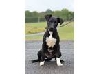 Adopt Kimmy - Adoptable a Labrador Retriever, Mixed Breed