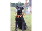 Adopt Melanie - Adoptable a Labrador Retriever, Mixed Breed