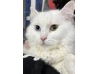 Adopt Crystal a Domestic Medium Hair