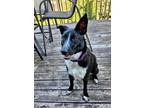 Adopt Kaia a Australian Cattle Dog / Blue Heeler, Mixed Breed