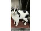 Adopt Bessy Cow a Domestic Short Hair