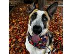 Adopt Honey Bun a Mixed Breed