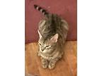 Adopt Temple a American Shorthair
