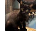 Adopt Frosty a Domestic Short Hair