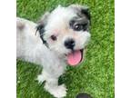 Adopt Gabrielle Thomas a Shih Tzu