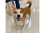 Adopt Gertie a Mixed Breed