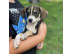 Adopt Wunderbar a Mixed Breed