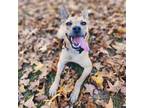 Adopt Piff a Mixed Breed