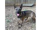 Adopt Beetlebug a Mixed Breed