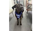 Adopt Remy a Mastiff