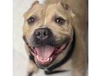 Adopt La La Loopsie a Staffordshire Bull Terrier