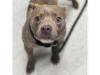 Adopt Barklava a Staffordshire Bull Terrier