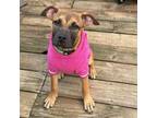 Adopt Ginny a American Staffordshire Terrier
