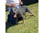 Adopt Chloe a Australian Cattle Dog / Blue Heeler