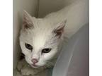 Adopt Quartz a Domestic Short Hair