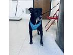 Adopt Lili a Black Labrador Retriever