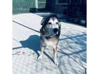 Adopt Shady a German Shepherd Dog, Husky