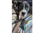 Adopt 56268641 a Pit Bull Terrier, Shar-Pei