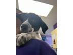 Adopt Akame* a Border Collie, Mixed Breed