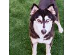 Adopt Mercedes* a Siberian Husky, Mixed Breed