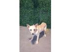 Adopt 55458622 a Labrador Retriever, Mixed Breed