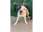 Adopt Fallon * a Pit Bull Terrier, Mixed Breed