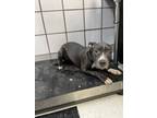 Adopt 56560432 a Pit Bull Terrier, Mixed Breed