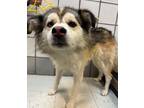 Adopt Gabby* a Husky, Mixed Breed