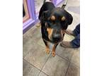 Adopt 56414388 a Rottweiler, Mixed Breed