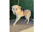 Adopt SKY a Husky, Mixed Breed