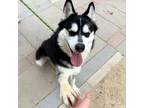 Adopt Romi* a Siberian Husky, Mixed Breed